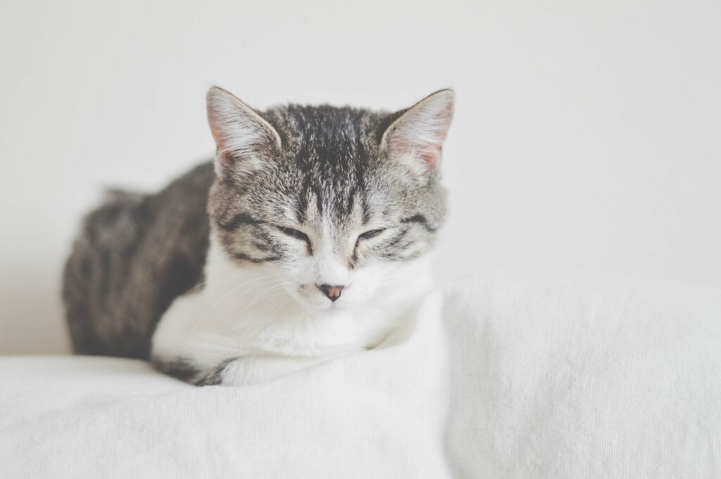 Sleepy cat resting – affordable vet care in Cornwall
