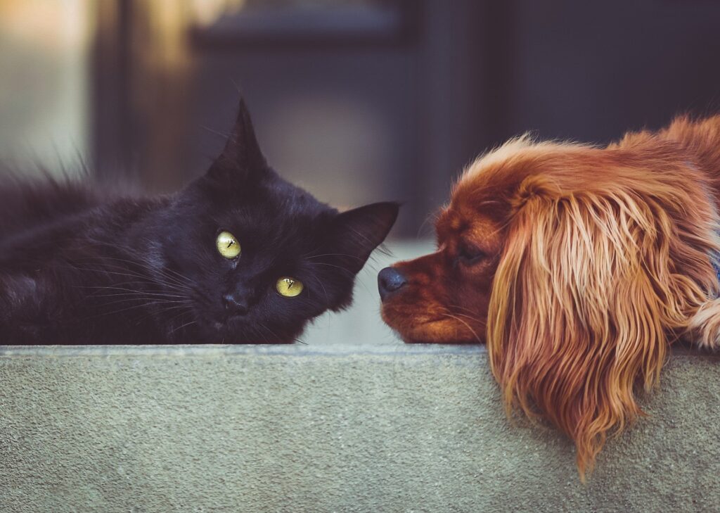 Cat and dog together – charity vets in Redruth, Cornwall